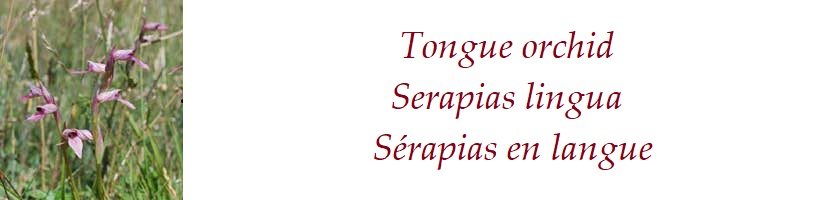 Tongue orchid  Serapias lingua  Sérapias en langue France
