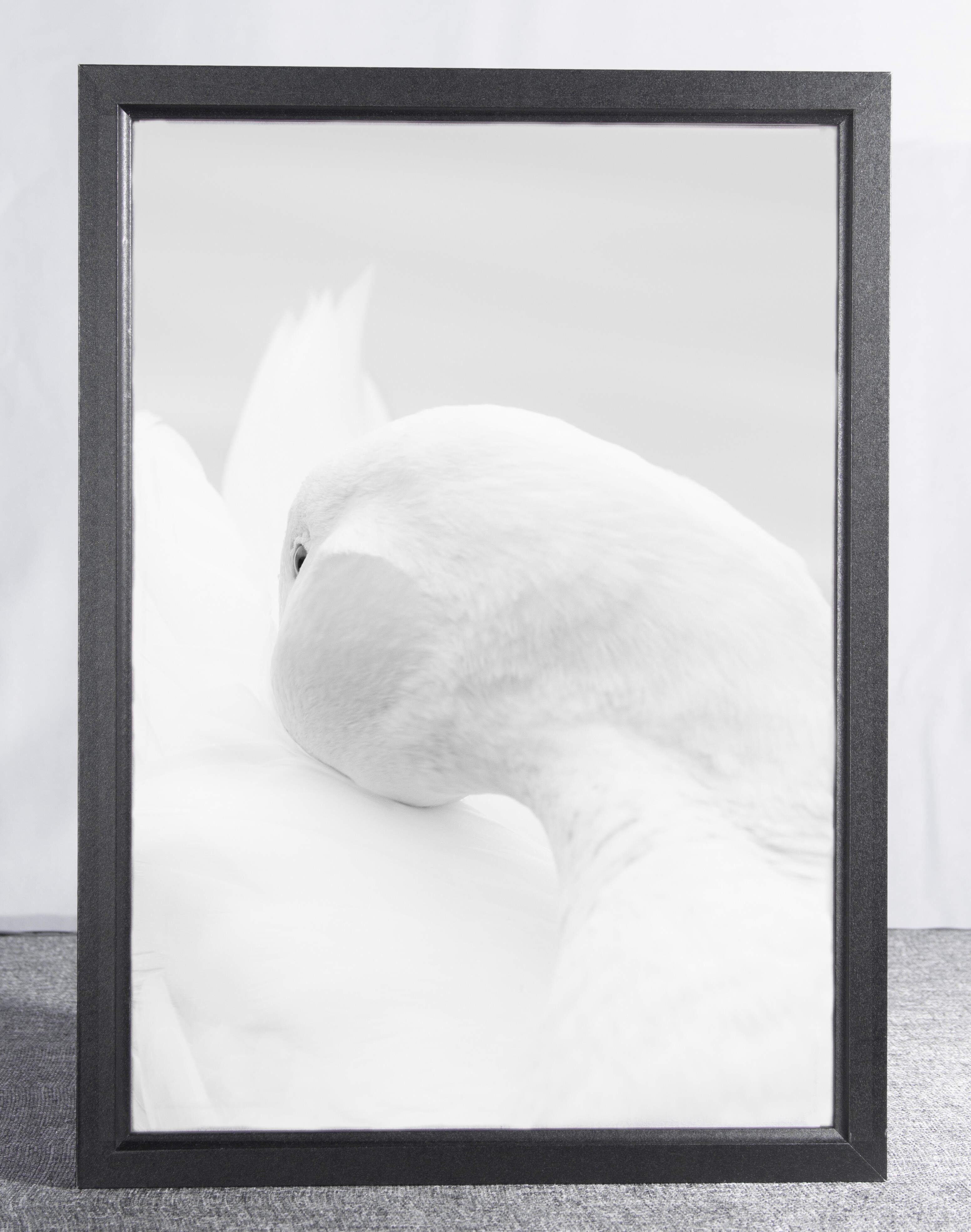 Pekin duck framed photo