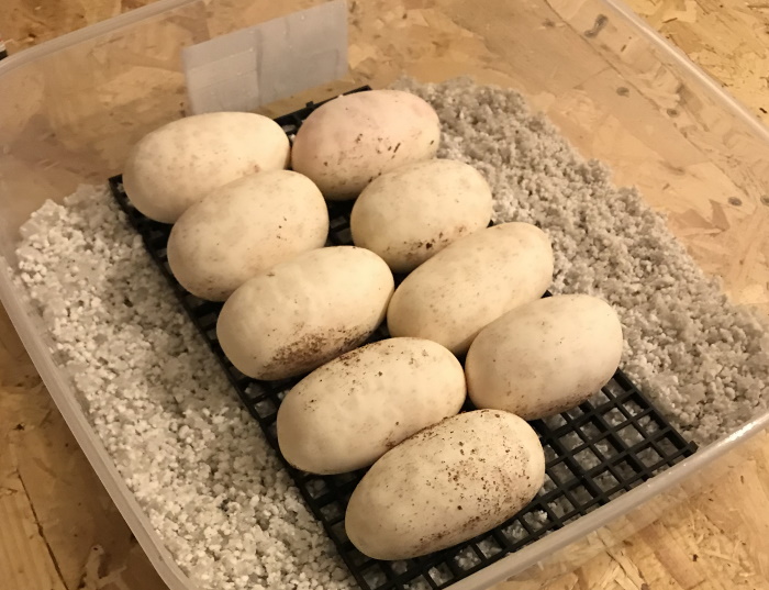 Clutch of Royal Python eggs in an egg box