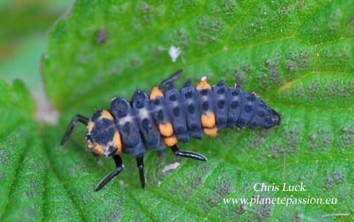 7 spot ladybird larva, France