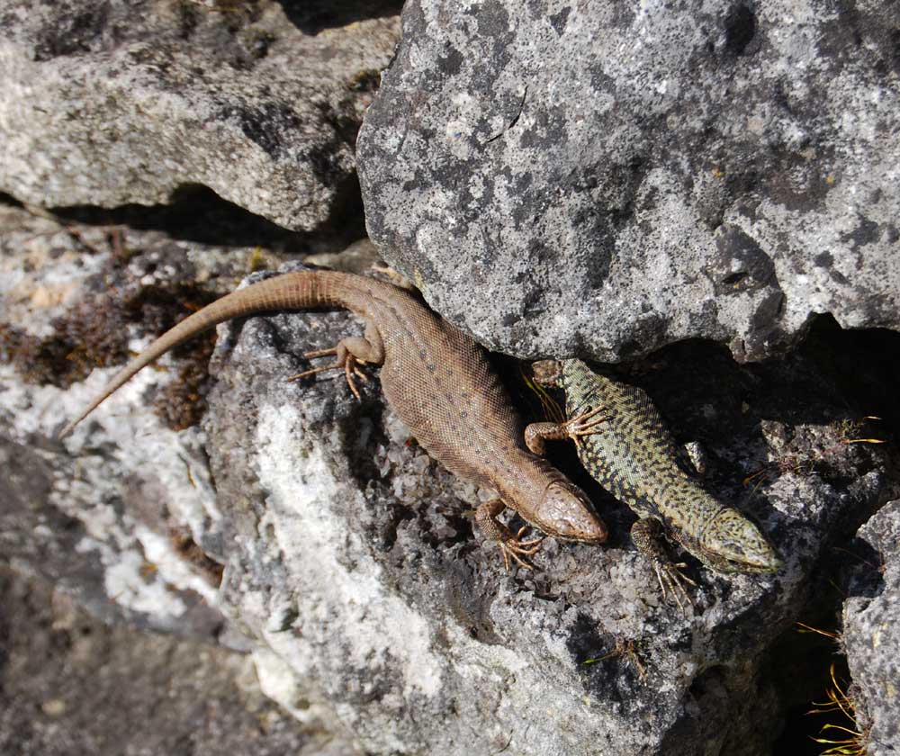 Lizards and geckos in France