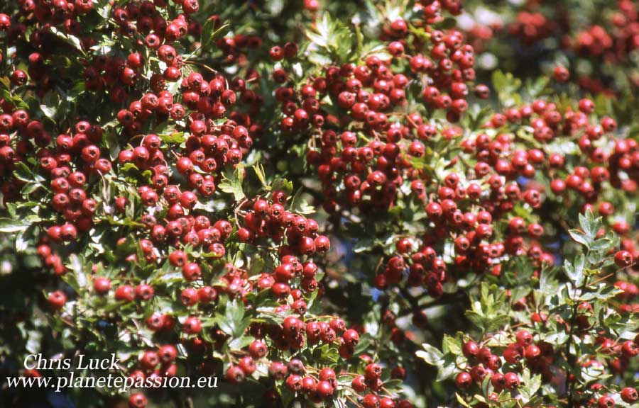 Hawthorn berries in France
