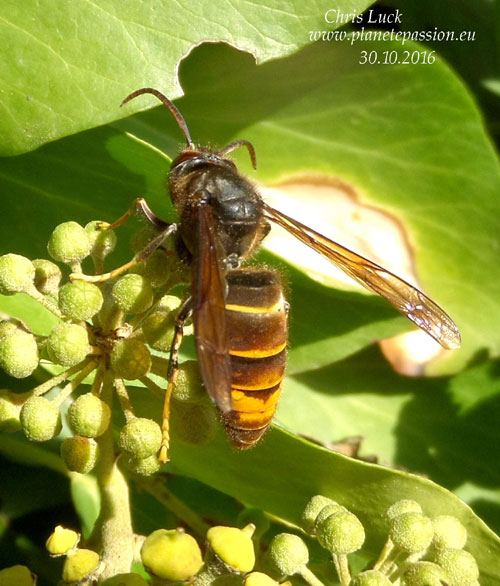 Asian Hornet Queen feeding on ivy, France