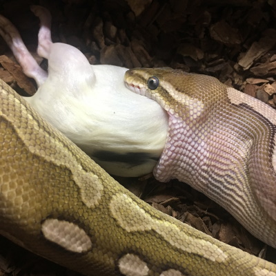 Female Royal Python eating a rat