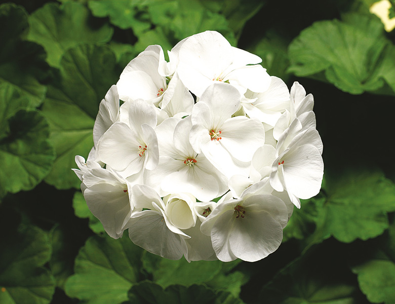 Summer; Upright Geranium White