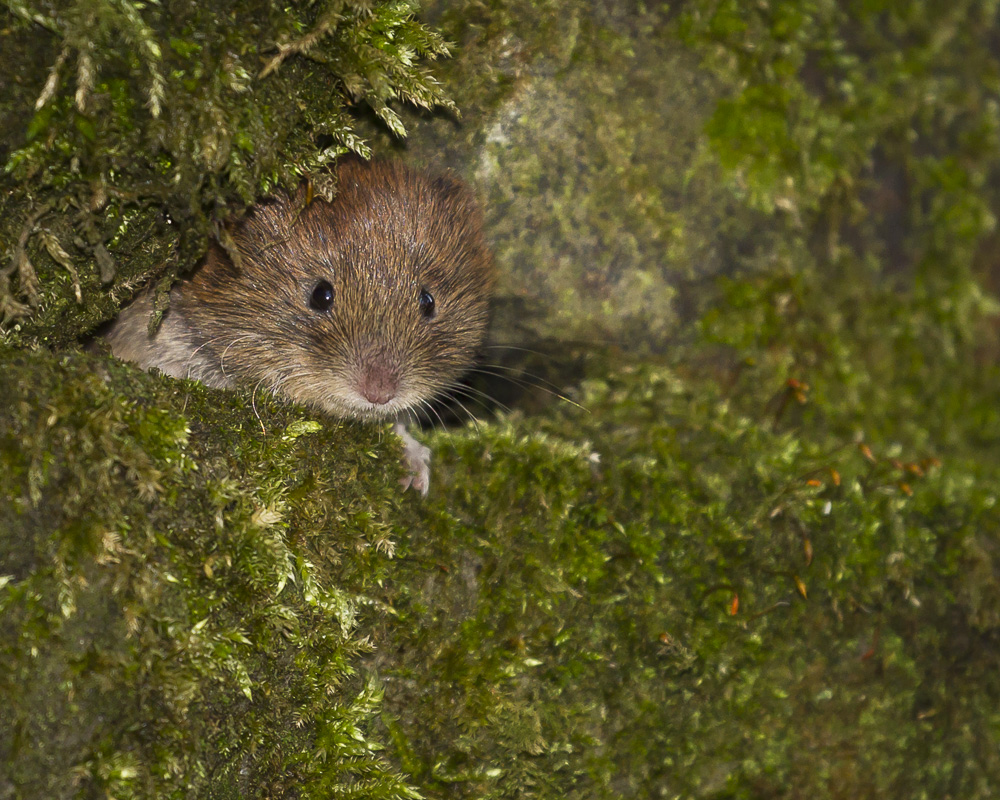 Lovely little Bank Vole living in a Dry Stone Wall near Redmires.