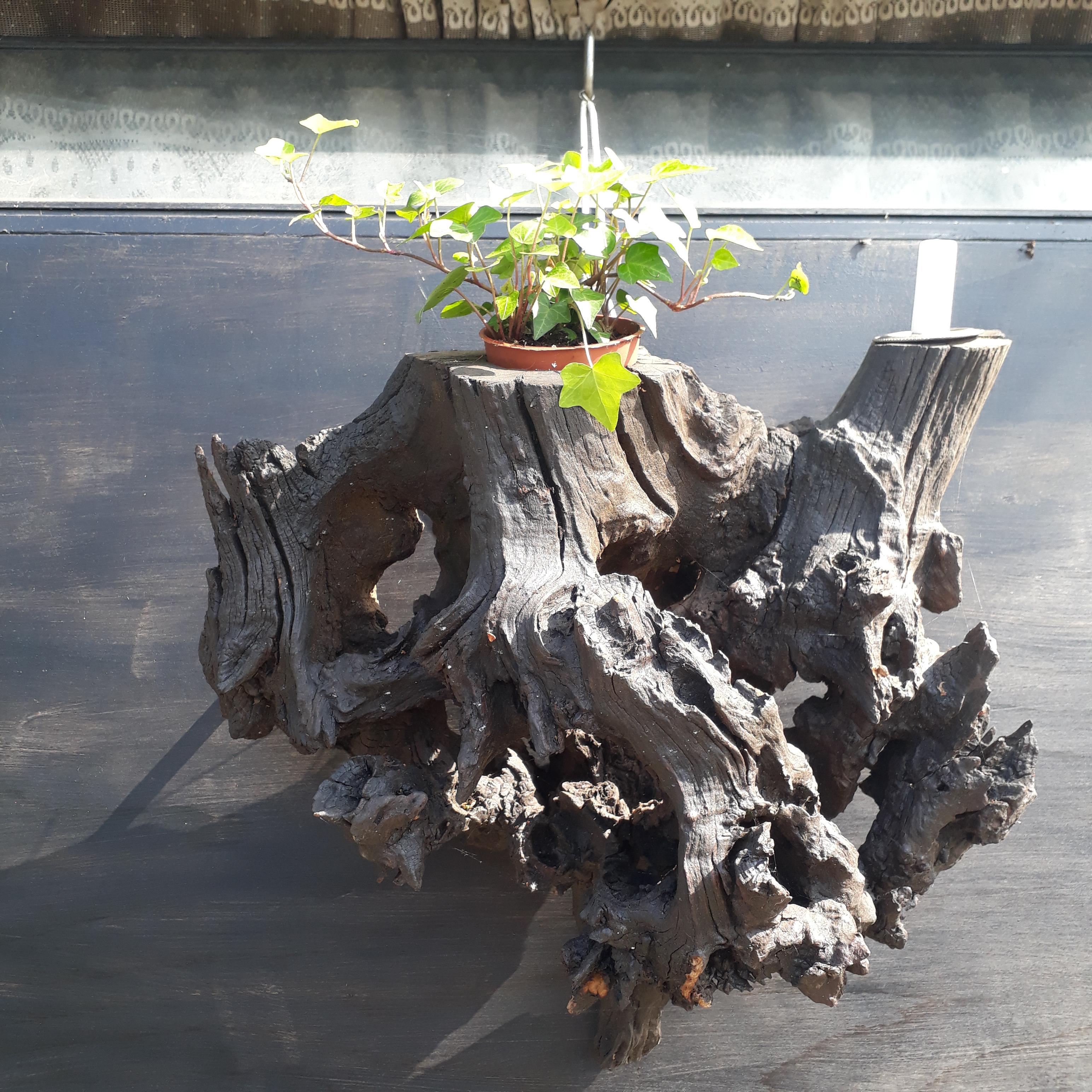 Hanging Oak Root Sculpture
