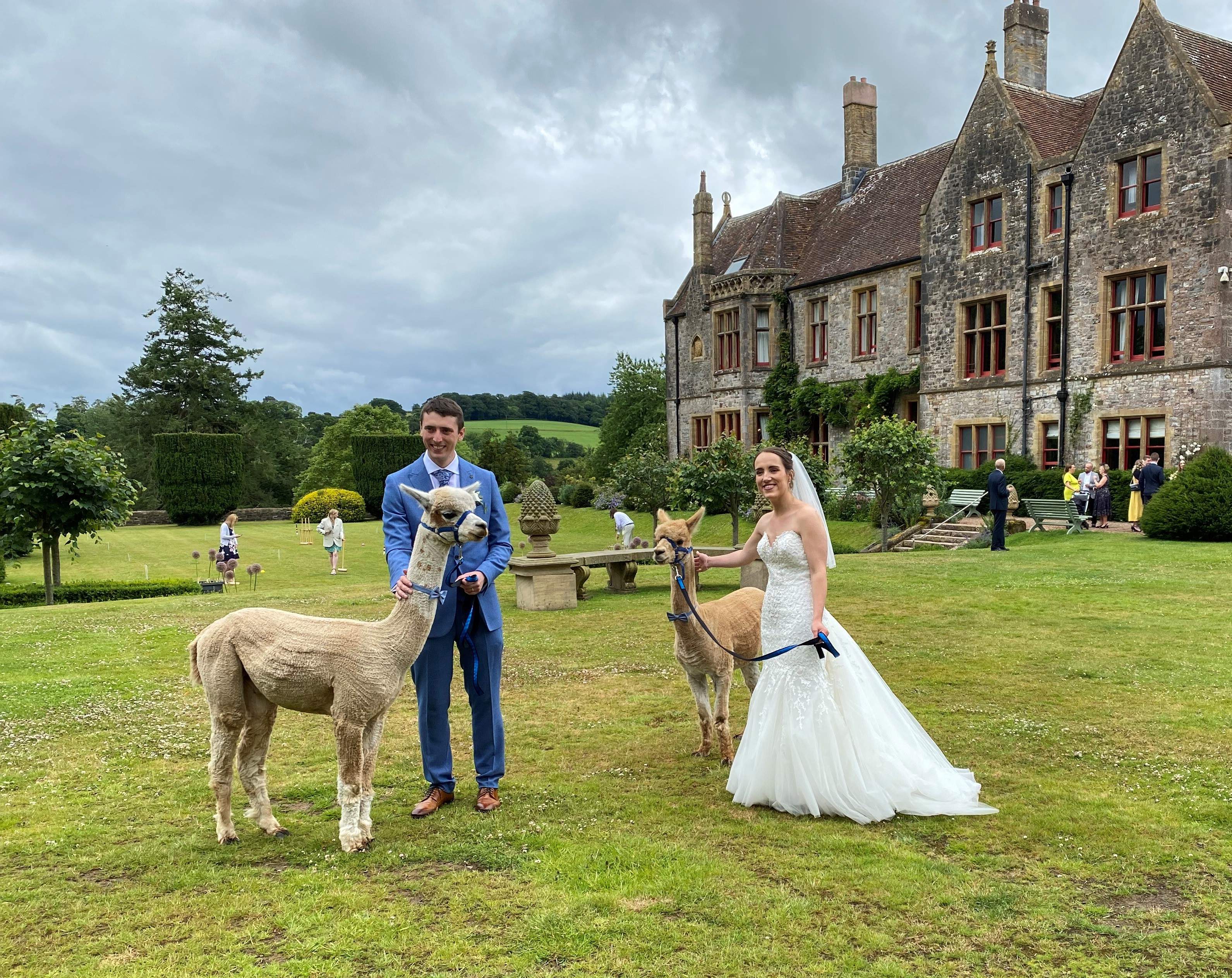 Alpacas with bride and groom
