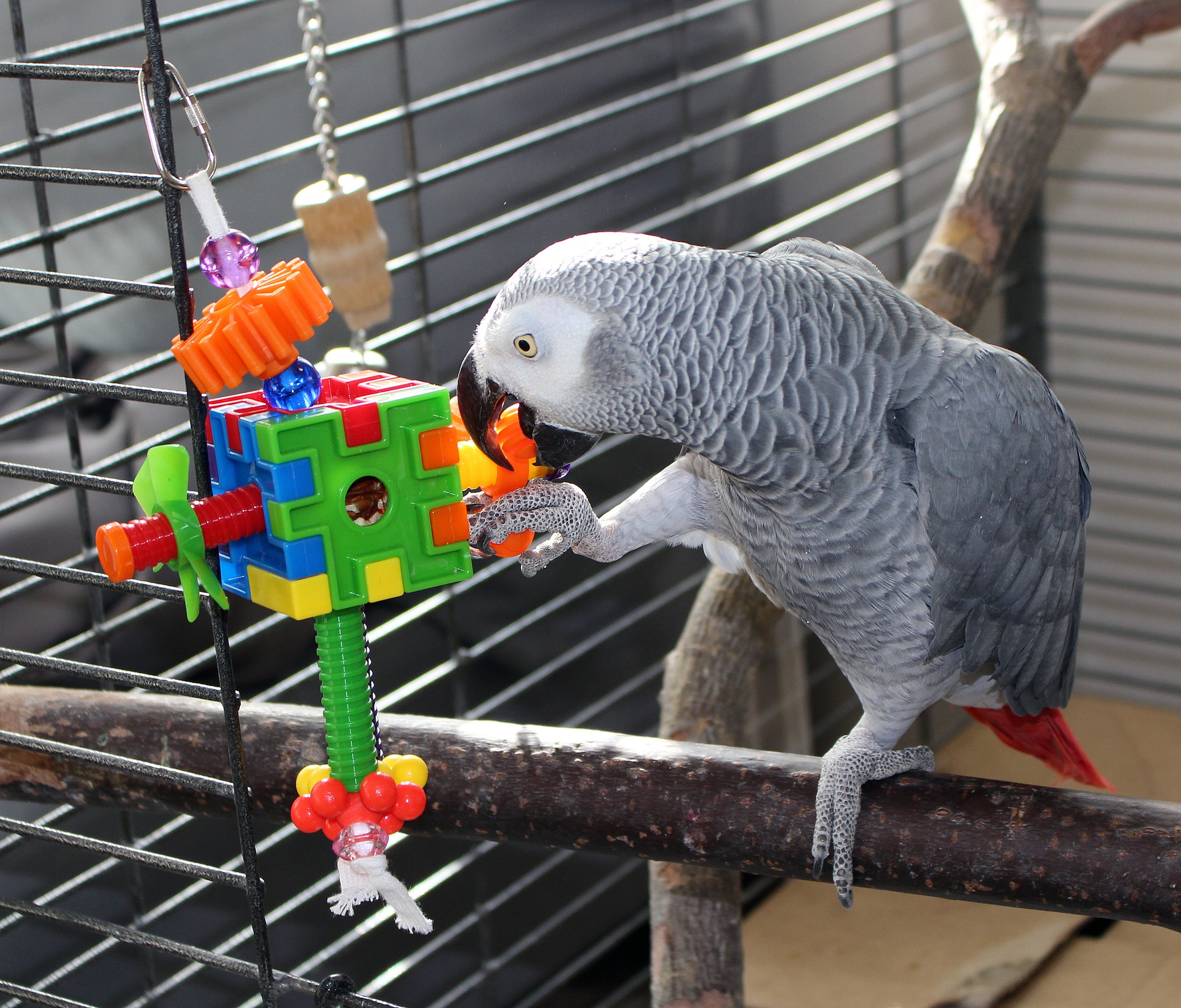 A parrot in a cage with a foraging toy