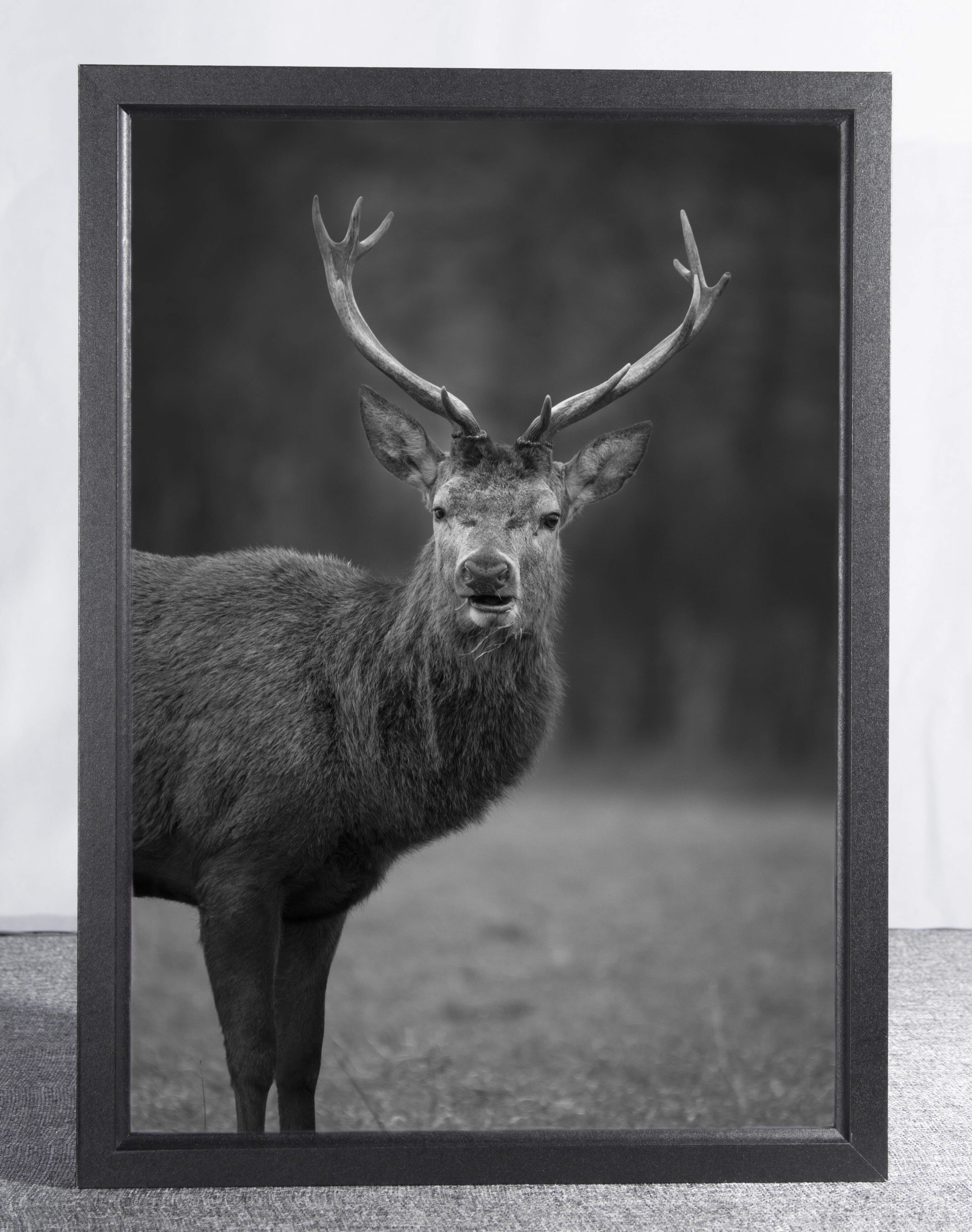 Red stag framed photo