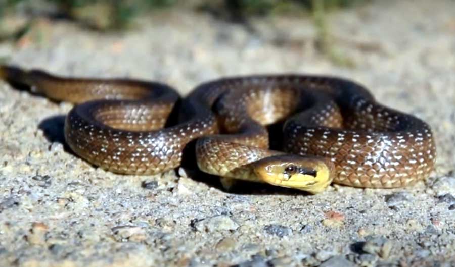 Aesculapian snake in France