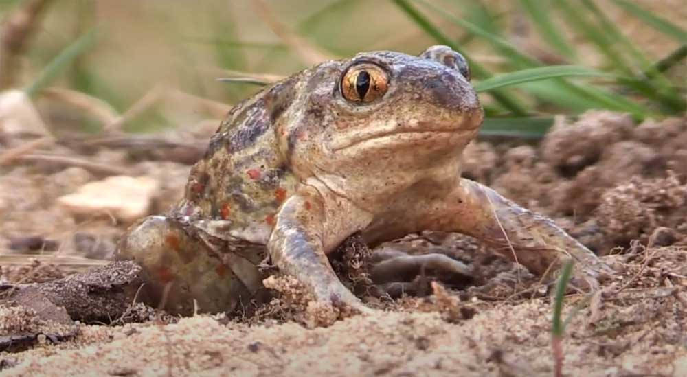 Spadefoot toad in France