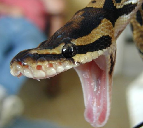 Royal Python clear of respiratory infection