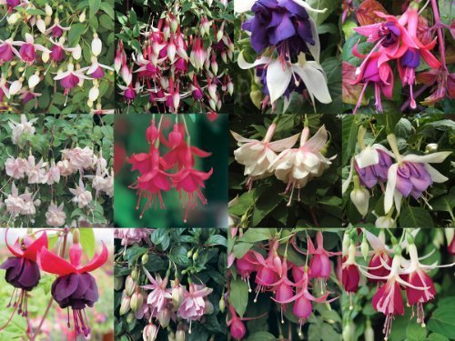 18 Trailing Fuchsia Plug Plants