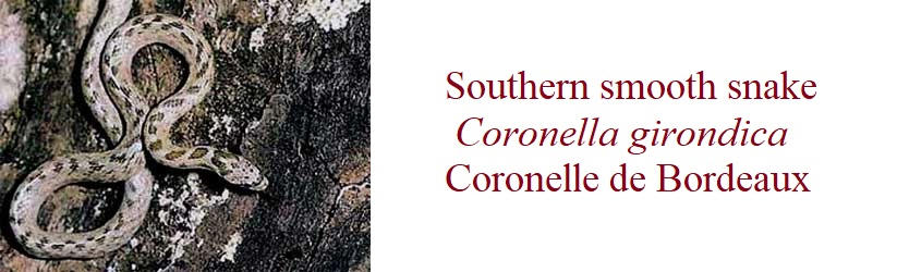Southern smooth snake, Coronella girondica, Coronelle de Bordeaux in France