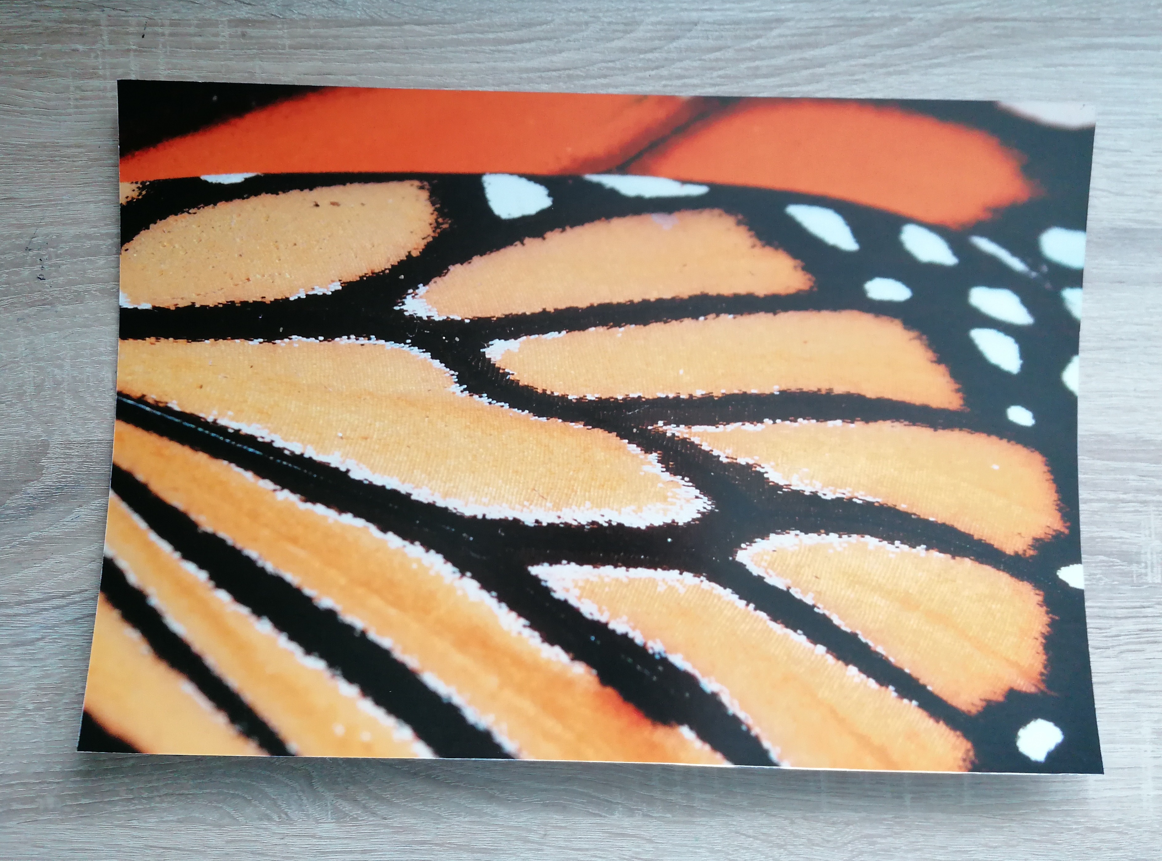 Monarch butterfly wing photo