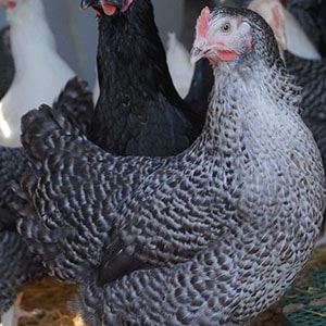 Chickens for Sale The Poplar Speckled
