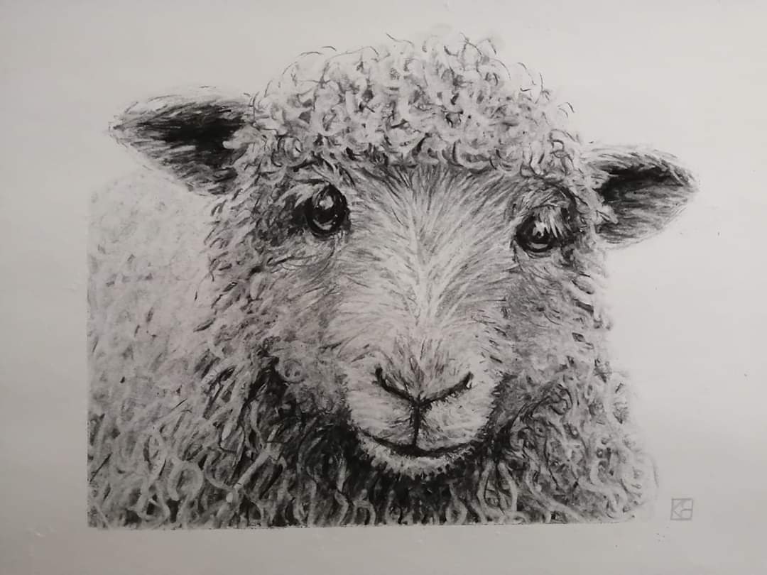 Day 65.  Sheep