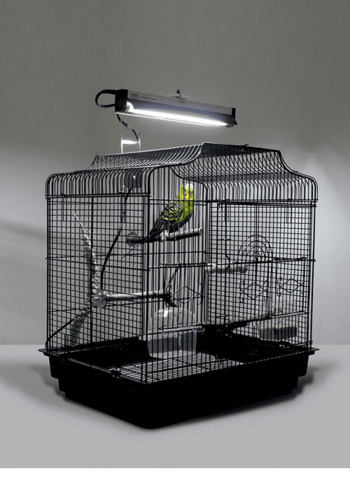 A bird in a cage, with an Arcadia lamp above it