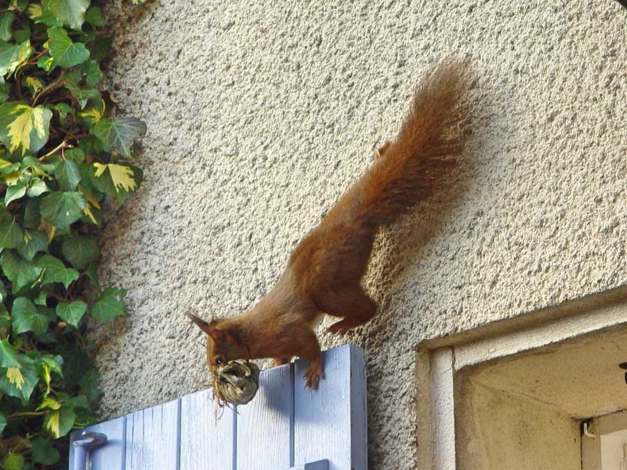 About the Red Squirrel in France