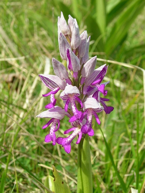 Military Orchid  Orchis militaris in France