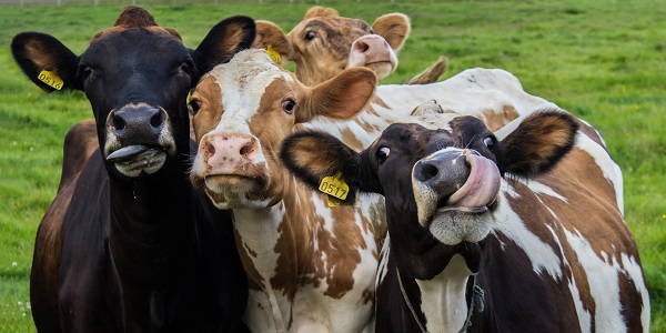 Larsen Howie: - Is HMRC too uncompromising when it comes to MOO?