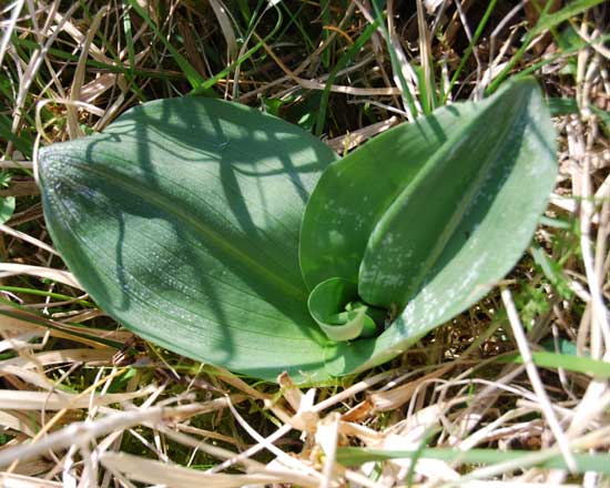 Greater Butterfly Orchid  Leaves in France