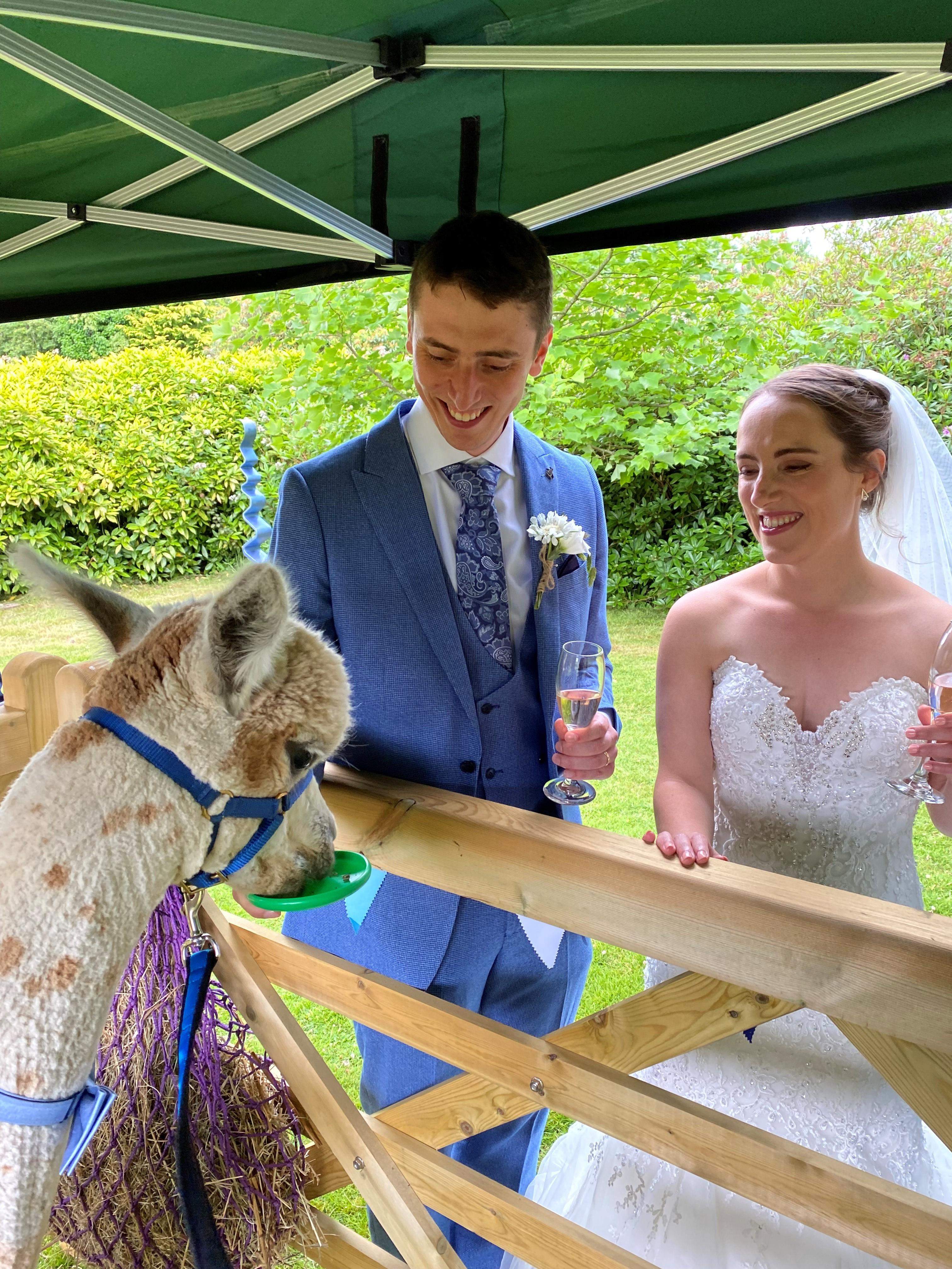Alpaca meeting the bride and groom