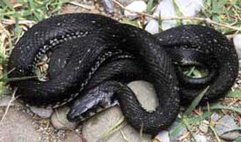 Black Grass snake France