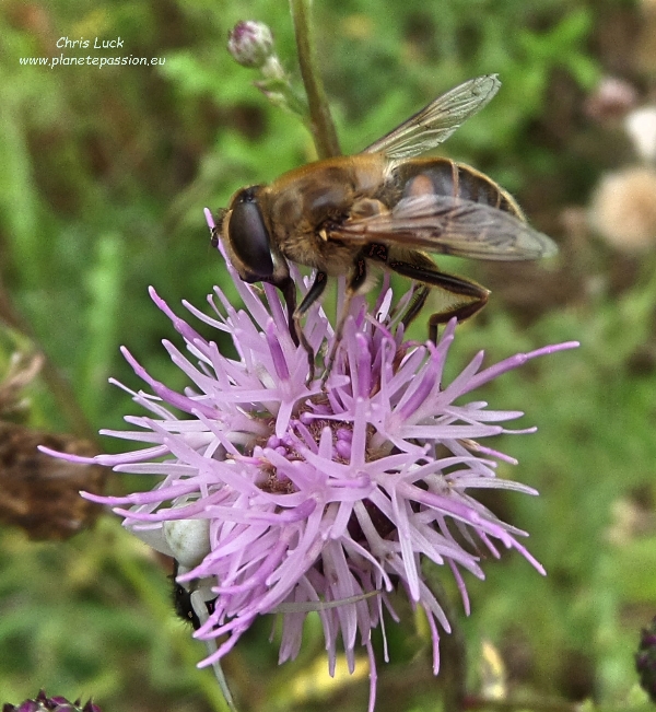 Eristalis-tenax hoverfly on creeping thistle France