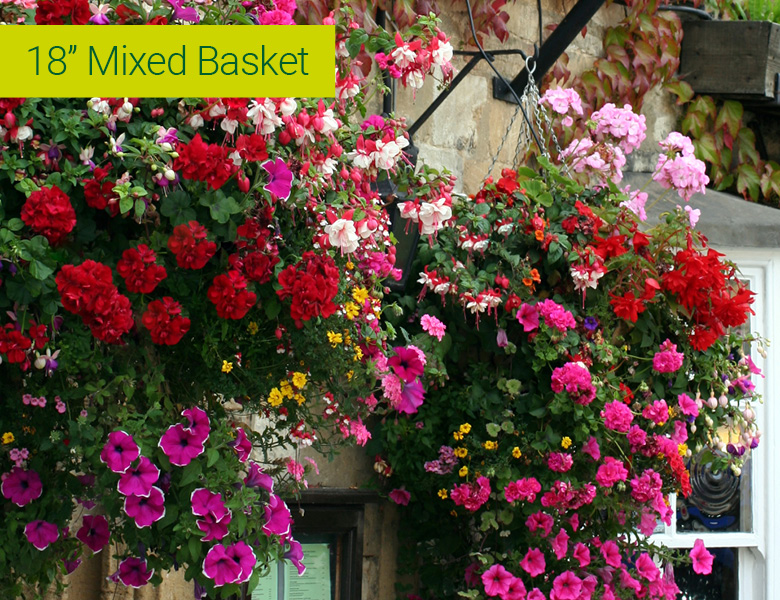 Summer; Hanging Baskets Mixed
