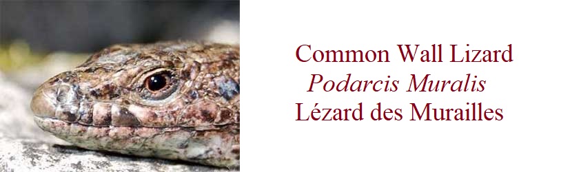 Lézard des Murailles, Podarcis Muralis, Common Wall Lizard, in France