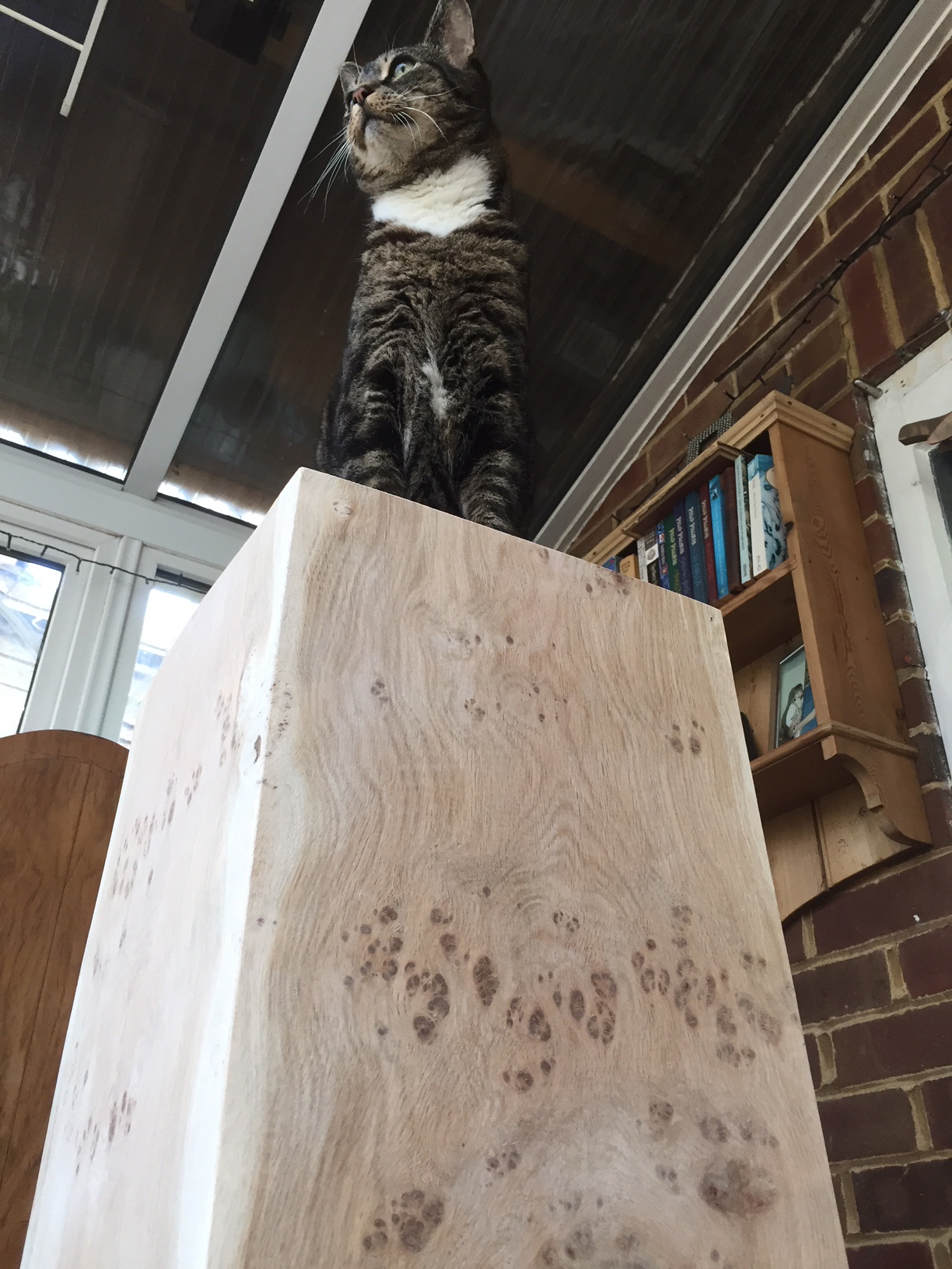 Cat on 'cat paw' grain oak
