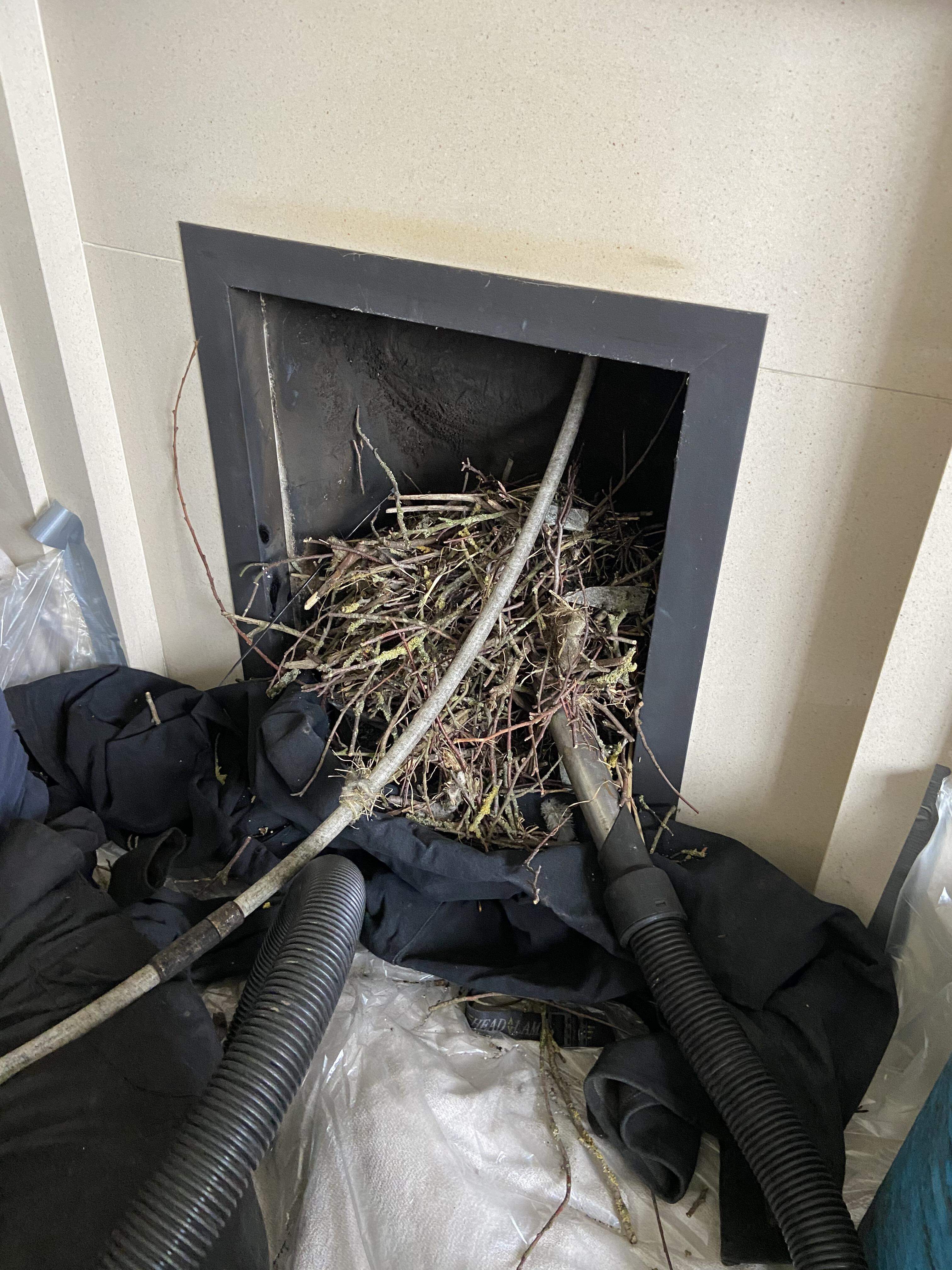 Birds nests removed from chimneys in Preston and surrounding areas