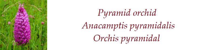 Pyramid orchid  Anacamptis pyramidalis  Orchis pyramidal  France