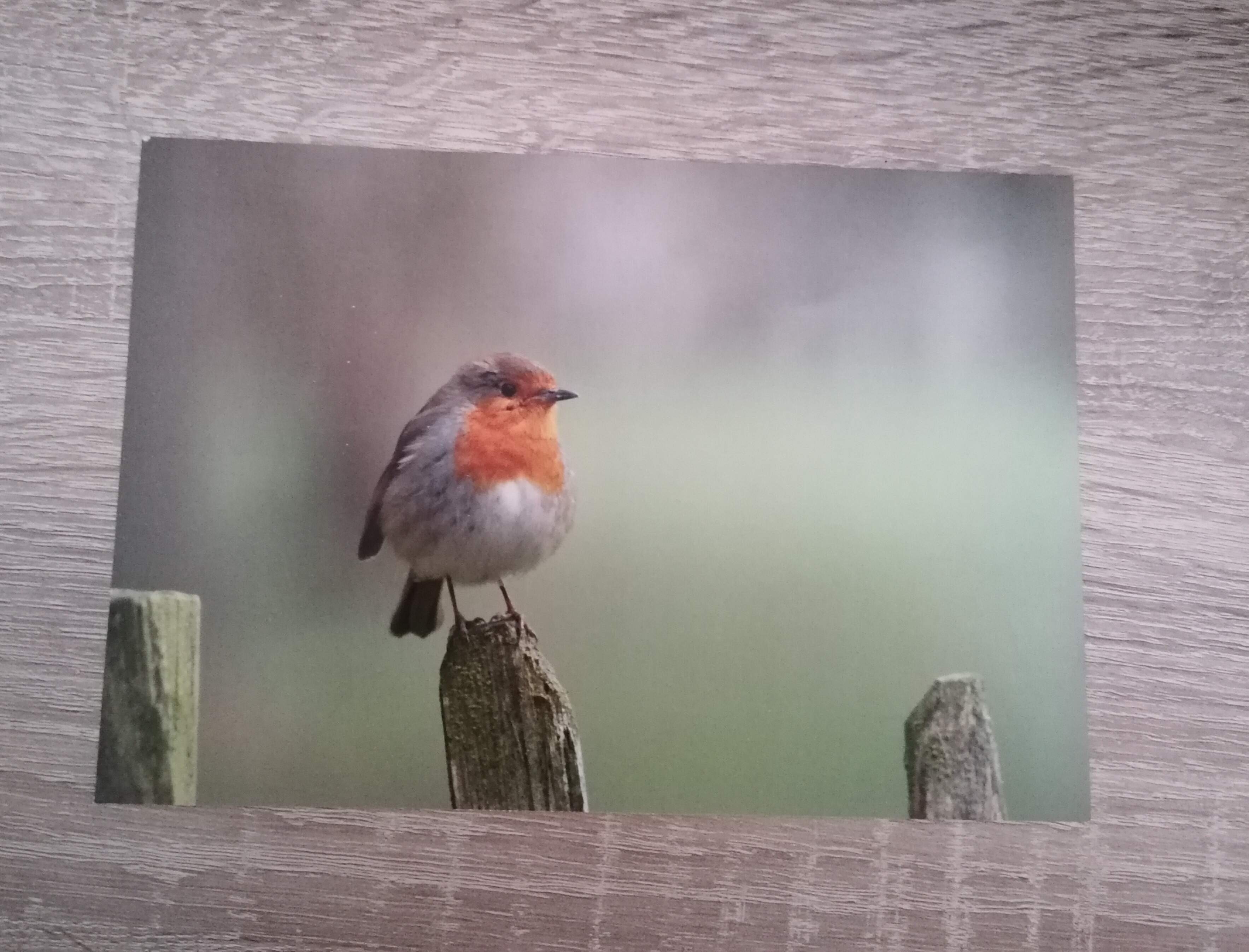 Small robin print