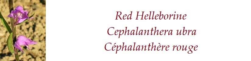Red Helleborine  Cephalanthera ubra  Céphalanthère rouge  France