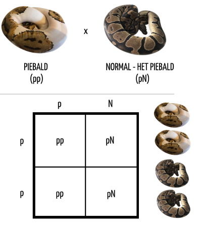 Piebald x Normal (Het Piebald) pairing Punnett square