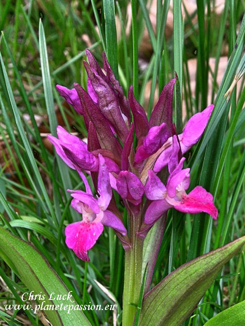 Elder flowered Orchid Dactylorhiza sambucina in France