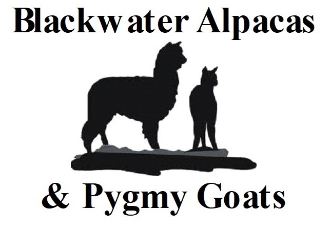 Blackwater Alpacas & Pygmy Goats