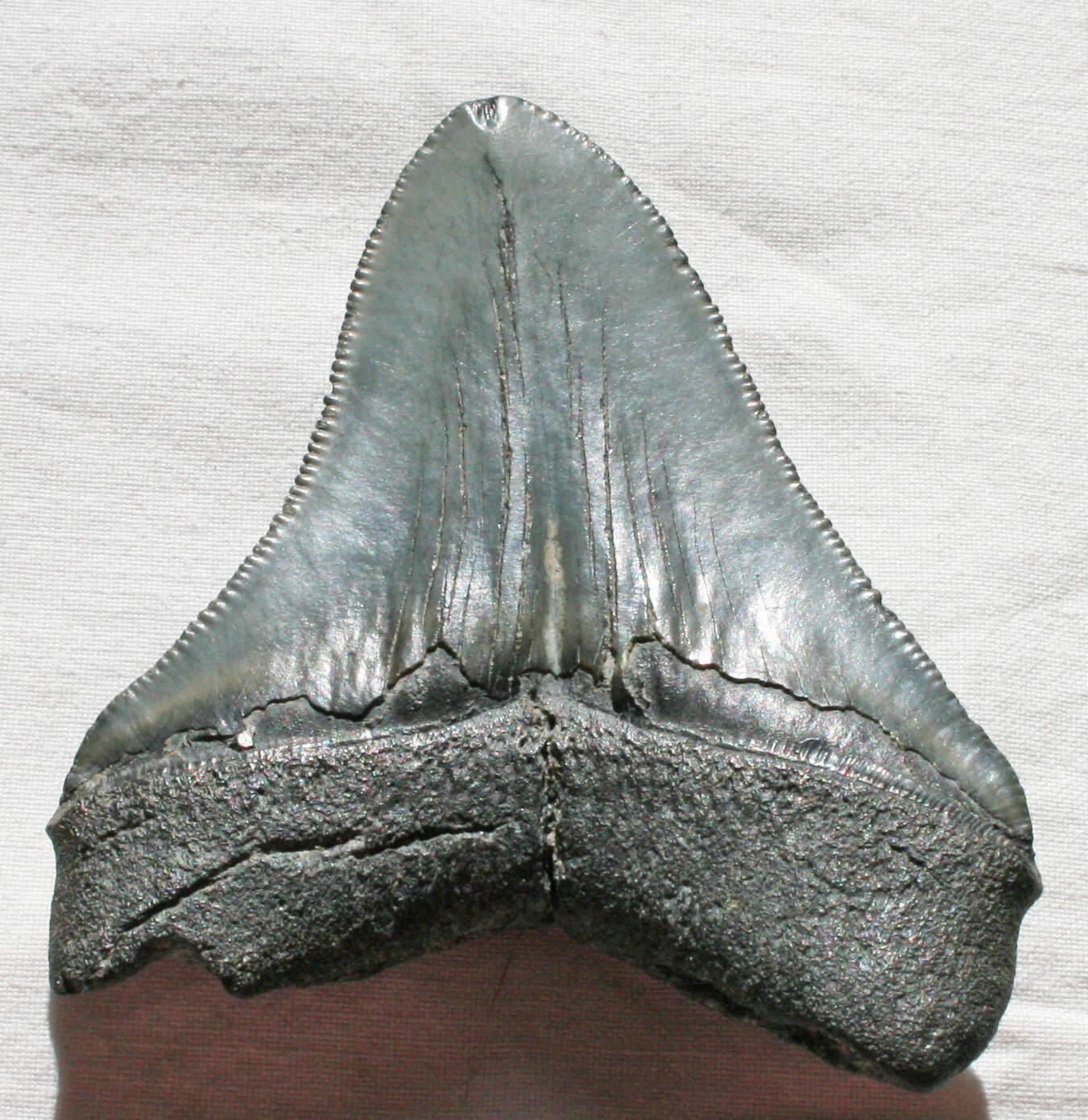 Carcharodon Megalodon tooth