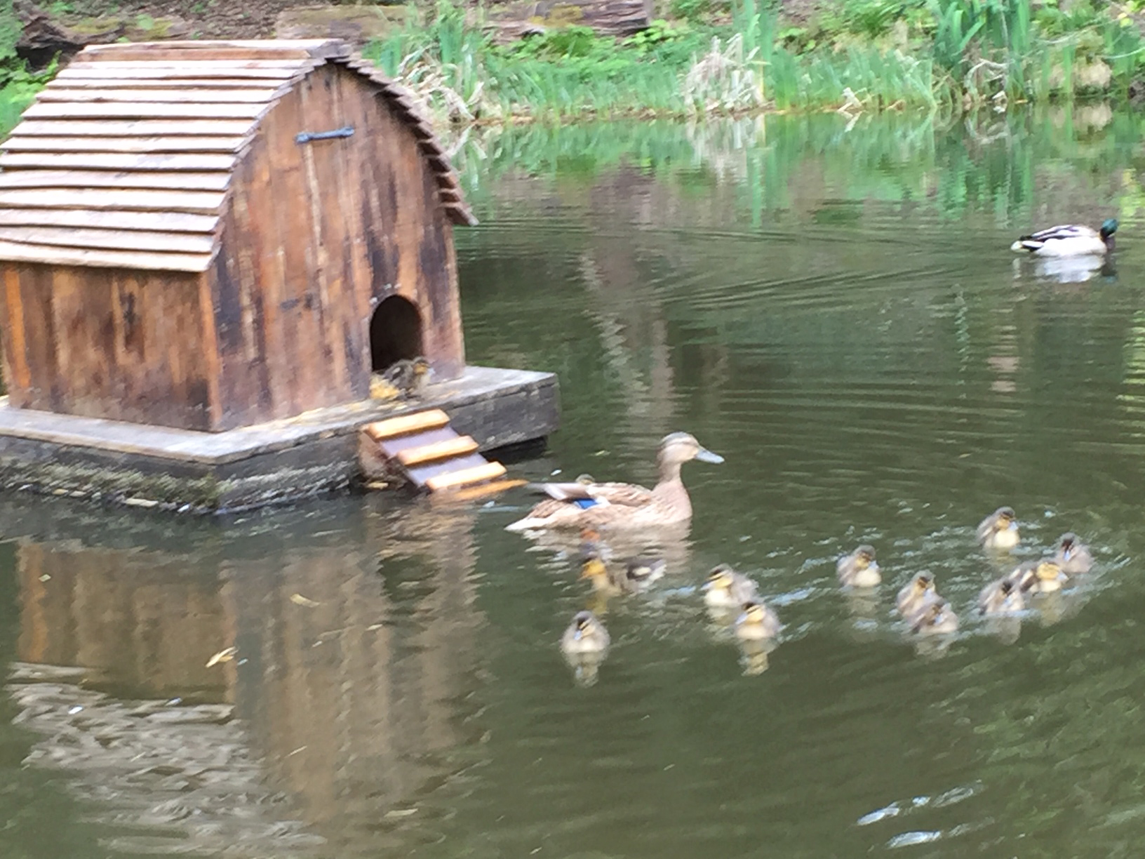 Construction of a floating duck house