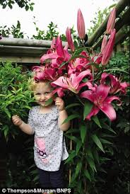 4 Giant Lily (Tree Lily) - Largest size bulbs from any supplier