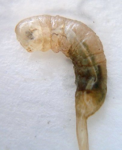 Larva  Eristalis tenax close up