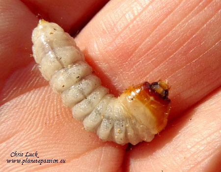 Capricorne larva France