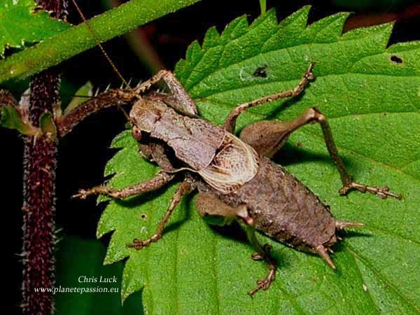 Dark bush cricket in France