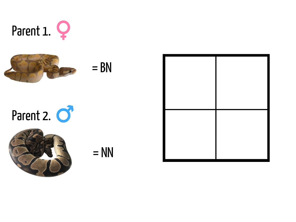 Punnett Square 1