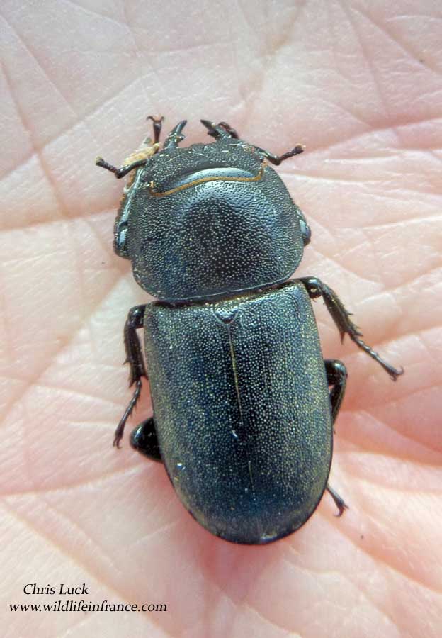 Lesser stag beetle in France