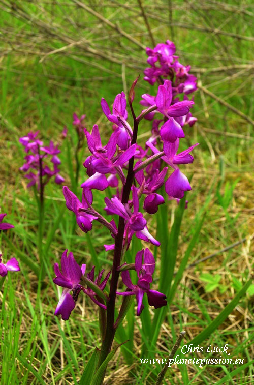 Loose Flowered Orchid  Anacamptis laxiflora France