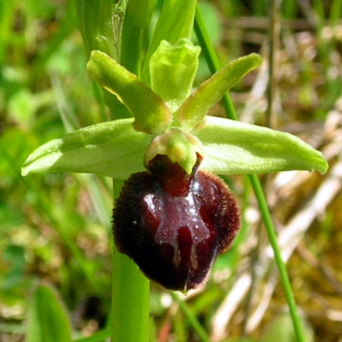 Spider Orchid  Ophrys aranifera    Ophrys araignée in France